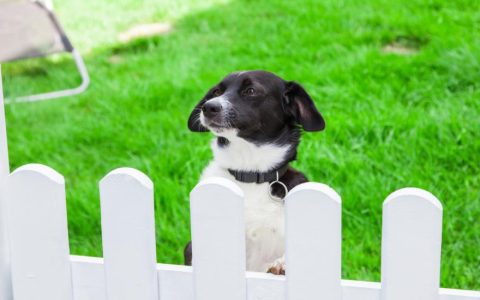 Barrier Frustration in Dogs