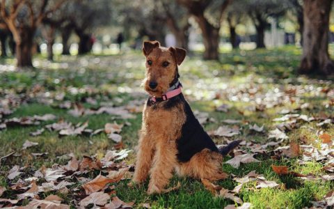 Welsh Terrier