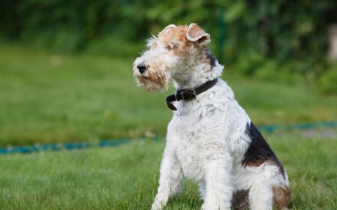 Wire Fox Terrier