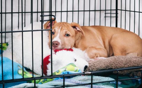 Puppy Crying in His Crate? Here’s What To Do