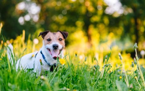 Pollen Allergies in Dogs