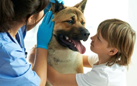 Autoimmune Disease in Dogs