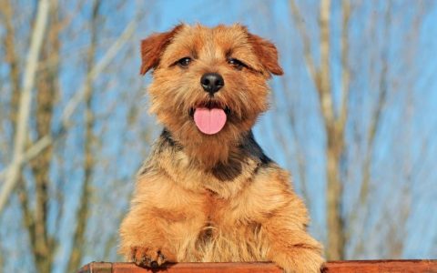 Norfolk Terrier