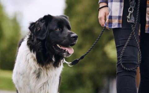 Grass Allergies in Dogs