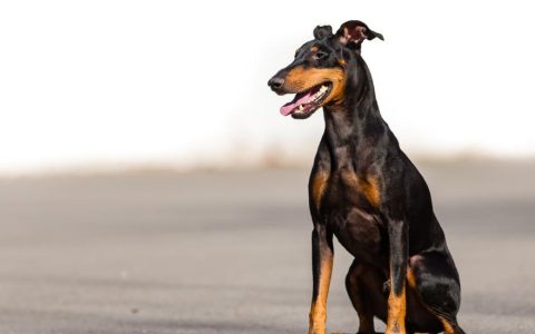 Manchester Terrier