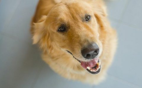 Chemical Imbalance of Urine in Dogs