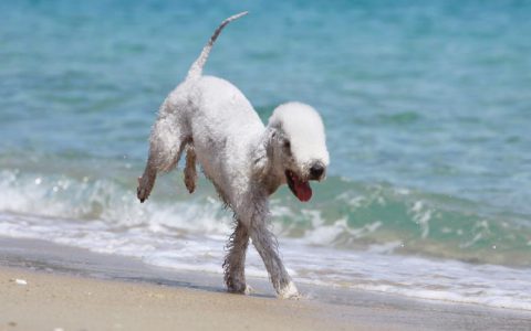 Bedlington Terrier