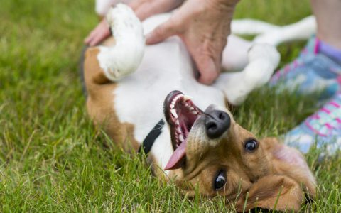 Why Do Dogs Like Belly Rubs?