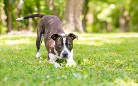 Happy Tail Syndrome in Dogs