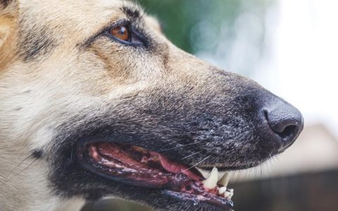 Periodontal Disease in Dogs