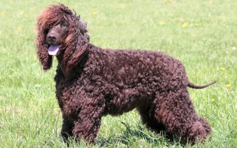 Irish Water Spaniel