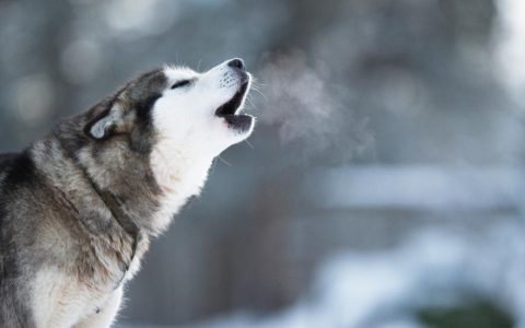 Why Do Dogs Howl at Sirens?