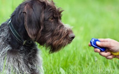 Dog Shaping: You Can Use This Dog Training Method in Almost Any Situation