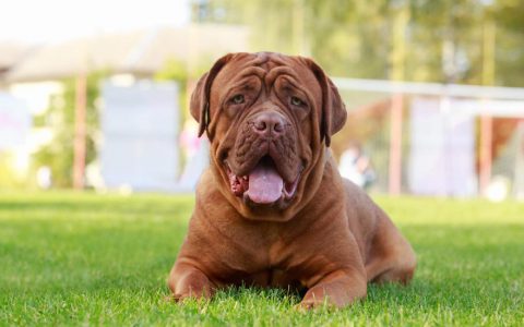 Dogue de Bordeaux