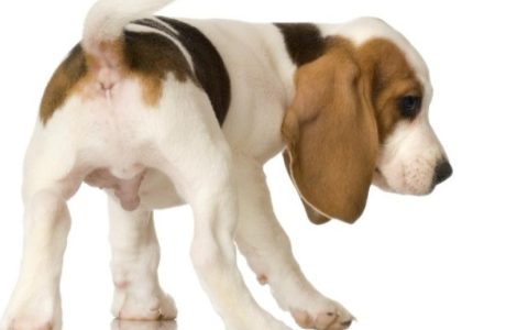 Parasitic Infection (Neosporosis) in Dogs