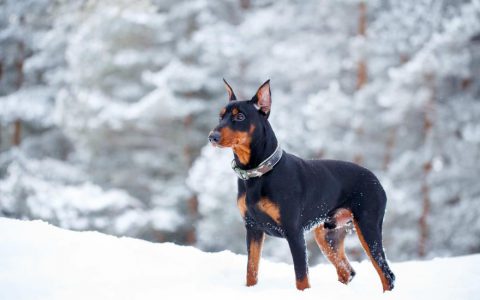 German Pinscher