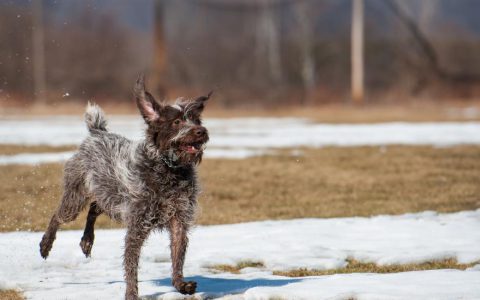 Wirehaired Pointing Griffon