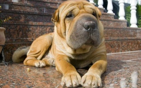 Familial Shar-Pei Fever