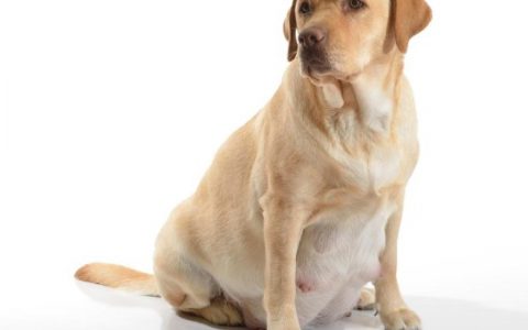 Abortion in Dogs