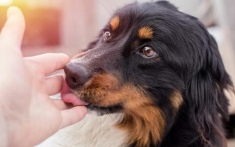 Why Do Dogs Lick You?