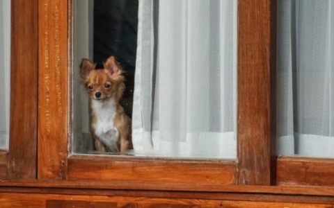 Does Saying Goodbye Help Prevent Dog Separation Anxiety?