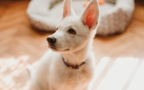 5 Quick Tips for Dog Obedience Training