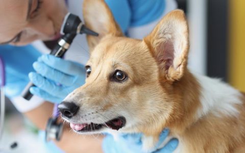 Dog Ear Infections