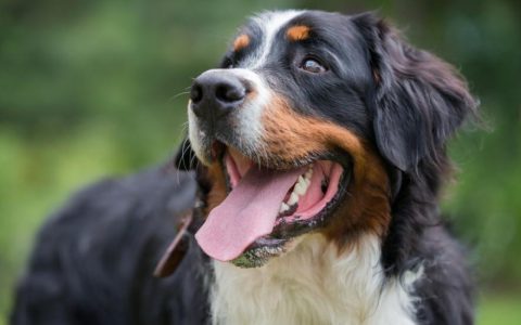 Bernese Mountain Dog