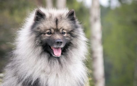 Keeshond