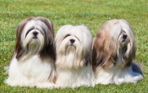 Lhasa Apso