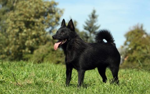 Schipperke