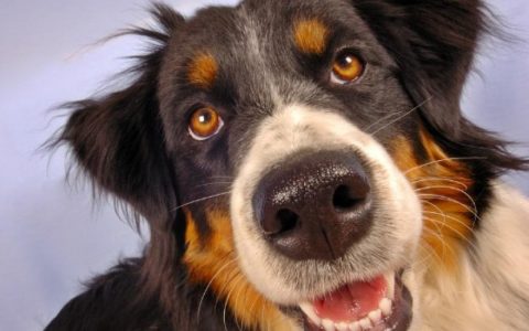 Diseases of the Orbit of the Eye in Dogs