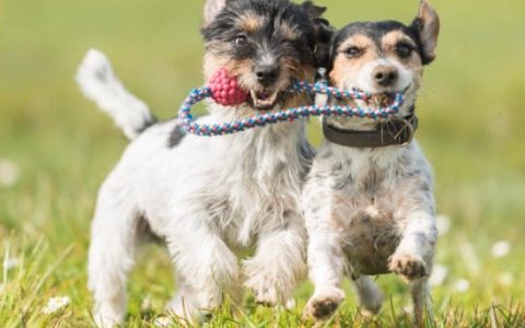 Dog Socialization: What to Do When Your Dog Won’t Socialize With Other Dogs