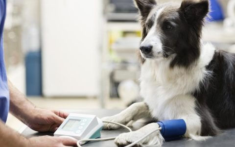 High Blood Pressure in Dogs