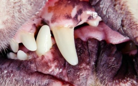 Enlarged Gums in Dogs