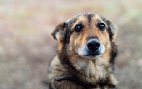 7 Ways to Unwittingly Break a Dog's Spirit