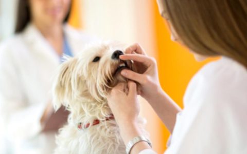 Treating Oral Cysts in Dogs