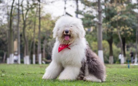 Old English Sheepdog