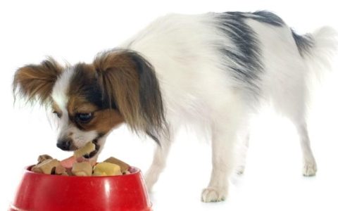 Dietary Reactions in Dogs