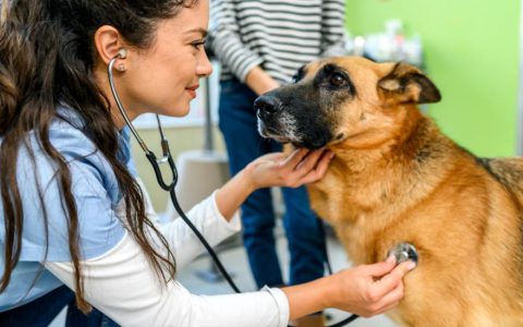 Diabetes Insipidus in Dogs