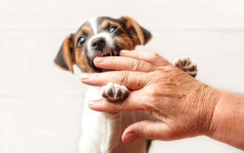 How To Stop a Puppy From Biting