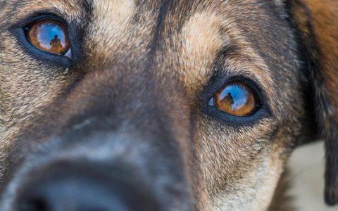 Degeneration of the Iris in the Eye in Dogs / Iris Atrophy