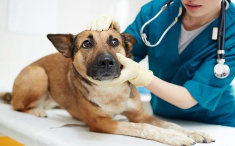 Ataxia in Dogs