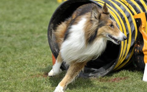 8 Extreme Sports for Dogs