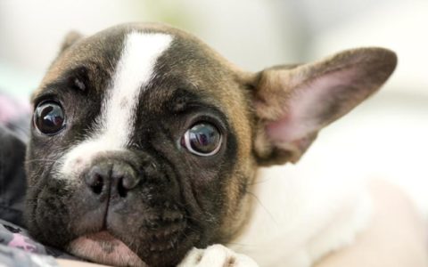 Nervous Dog? Your Behavior Might Be the Cause