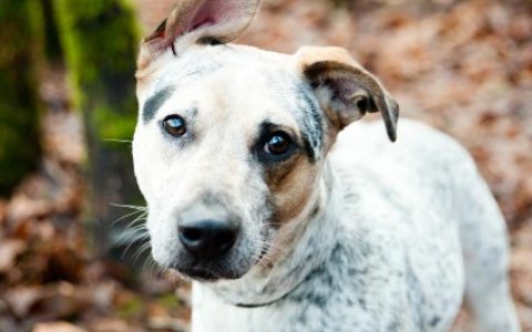 Dog Brain Facts: Understanding Canine Cognition