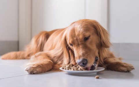 What To Feed a Dog With Diarrhea