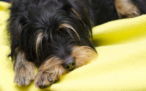Carbon Monoxide Poisoning in Dogs