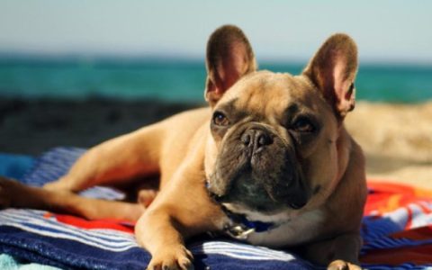 You’re Not a Bad Pet Parent if Your Dog Hates the Dog Park or Dog Beach