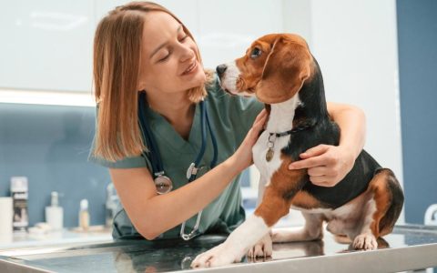 Polycythemia in Dogs